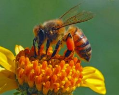 Honey Bee On Flower paint by number