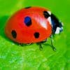 Ladybug On Leaf paint by number