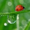 Ladybug Water Drop paint by number