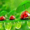 Ladybugs With Umbrella paint by number