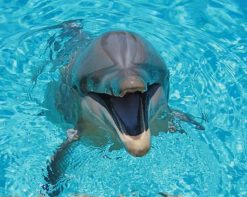 Lovely Smiling dolphin paint by number