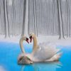 Lovely Swan Couple paint by number