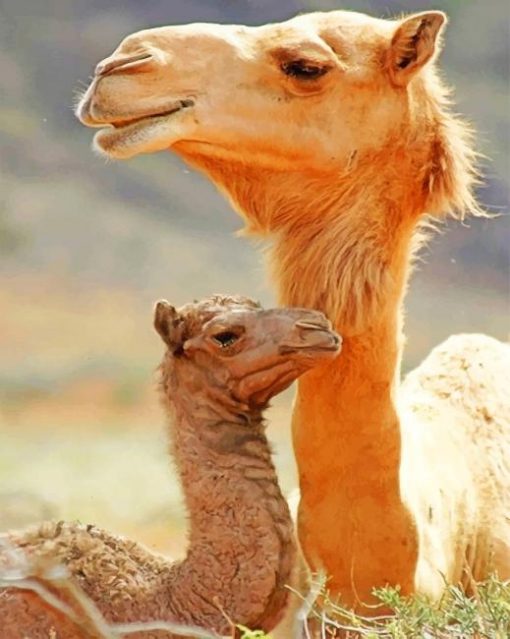 Mom And Baby Camel paint by numbers