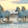 Morning River Running Horses paint by number