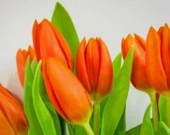 Orange Tulips paint by numbers