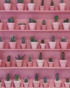 Pink Cactus Wall paint by numbers