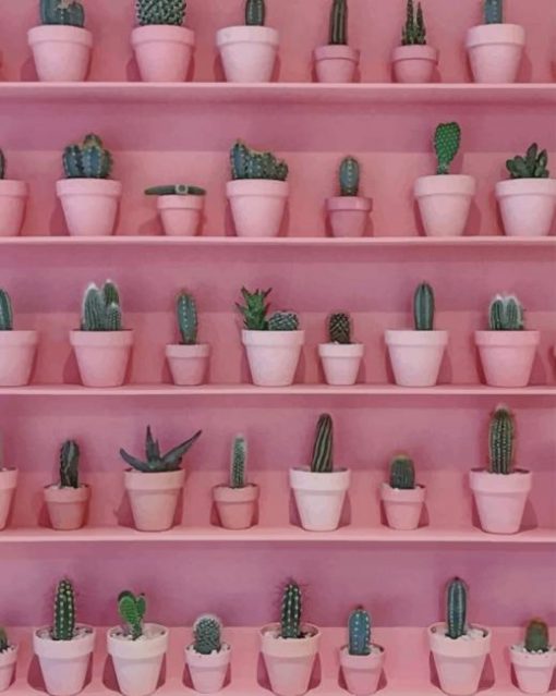 Pink Cactus Wall paint by numbers