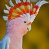 Pink Cockatoo Bird paint by numbers