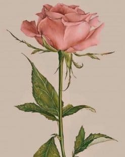 Pink Rose paint by numbers