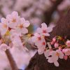 Pink Sakura Flowers paint by numbers