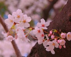 Pink Sakura Flowers paint by numbers