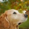 Puppy With Butterfly paint by number