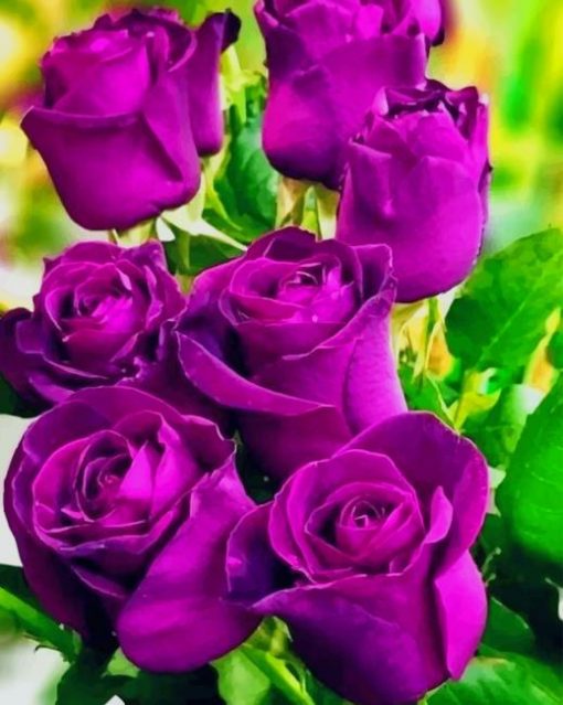 Purple Roses paint by numbers