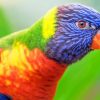 Rainbow Lorikeet Bird paint by number