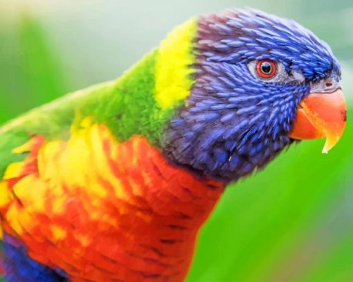 Rainbow Lorikeet Bird paint by number