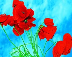 Red Poppy Flowers paint by number