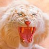 Roaring Angry White Lion paint by number