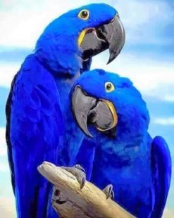 Royal Blue Couple Parrot paint by numbers