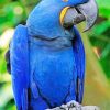 Royal Blue Parrot paint by numbers