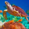 Sea Animal Turtle paint by numbers