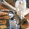 Siberian Huskies paint by numbers