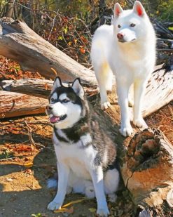 Siberian Huskies paint by numbers