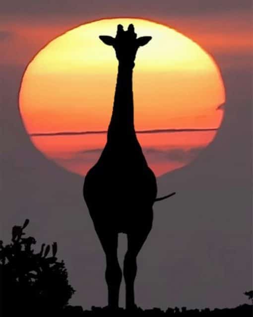 Silhouette Of Giraffe Sunset paint by numbers