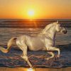 White Stallion Horse At Sunset paint by number