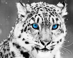 Tiger With Blue Eyes paint by number