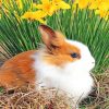 White And Brown Rabbit paint by number