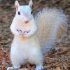 White Squirrel paint by numbers