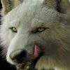 White Wolf paint by numbers