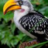 Yellow Billed Hornbill paint by numbers