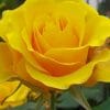 Yellow Rose paint by numbers