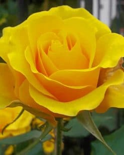 Yellow Rose paint by numbers