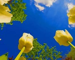 Yellow Tulips Blue Sky paint by number