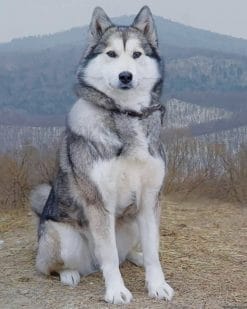 Alaskan Malamute Dog paint by numbers