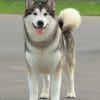 Alaskan Malamute paint by numbers