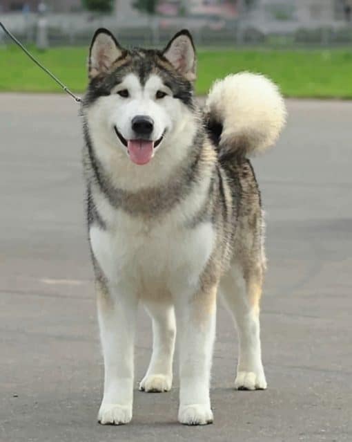 Alaskan Malamute paint by numbers