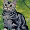 American Shorthair Cat paint by numbers