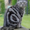 American Shorthair paint by numbers