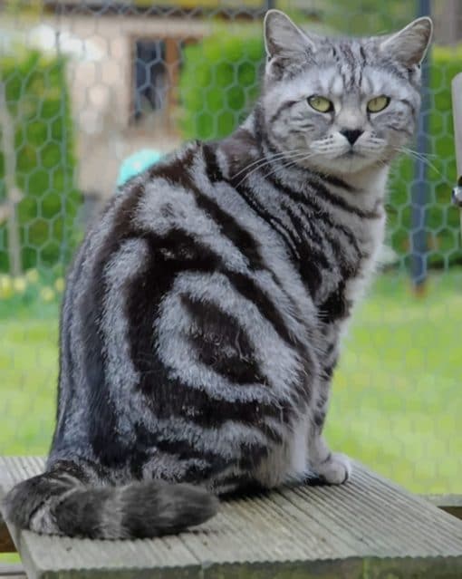 American Shorthair paint by numbers