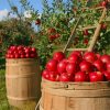 Apple Picking Season paint by number