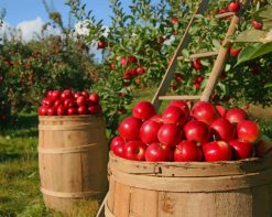 Apple Picking Season paint by number