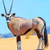 Arabian Oryx Animal paint by numbers