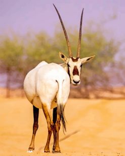 Arabian Oryx paint by numbers