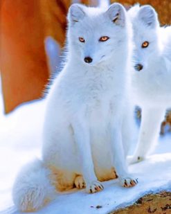 Arctic Fox Animals paint by numbers