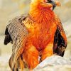 Bearded Vulture paint by numbers