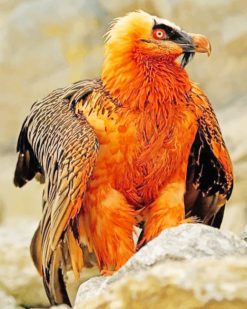 Bearded Vulture paint by numbers