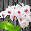 Beautiful White Orchids paint by number